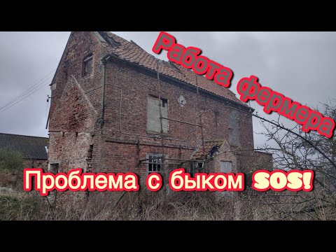 Видео: Фермерское хозяйство растет! Но не без проблем. Откром быков в 2024 году