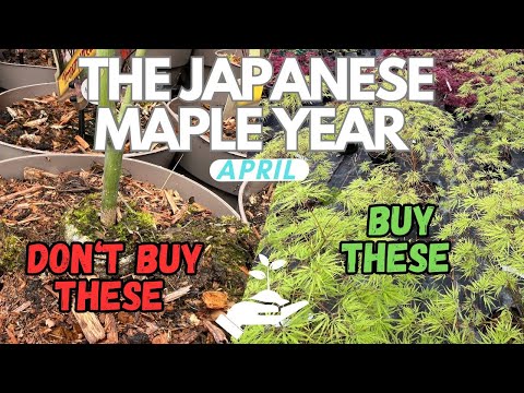 Видео: Не покупайте это: руководство по выбору вашего следующего японского клёна