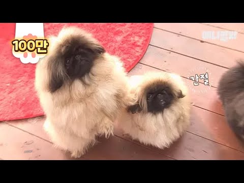 Видео: Щенки пекинеса дерутся так, словно пытаются все испортить!