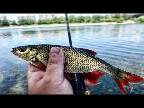 Видео: РЫБАЛКА НА ПОПЛА-ПОППЕР !!! УЛОВИСТАЯ СНАСТЬ ДЛЯ ЛОВЛИ БЕЛОЙ РЫБЫ НА СПИННИНГ !!! ОСНАСТКА !!!