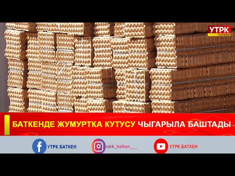 Видео: БАТКЕНДЕ ЖУМУРТКА КУТУСУ ЧЫГАРЫЛА БАШТАДЫ
