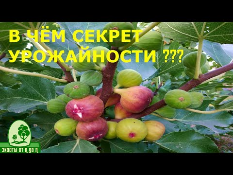 Видео: Плодоношение инжира "Неаполитанский"