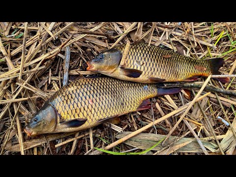 Видео: Сазан На Поплавочку🎣Клює В Листопаді 🍁На КуКуРуДЗу🌽