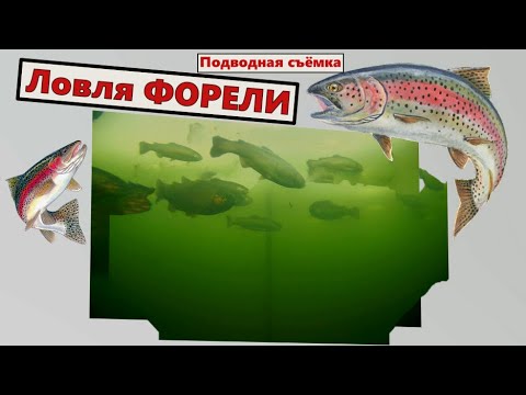 Видео: Ловля форели зимой. Ловля форели подводная съёмка.