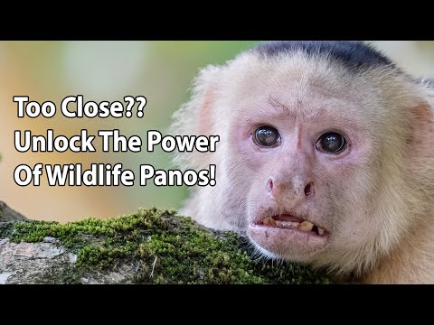 Видео: Слишком близко? Откройте для себя мощь панорам дикой природы!