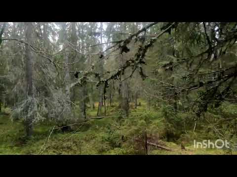 Видео: В поиске избы, встретил дичь, карта обманула, насобирал грибов