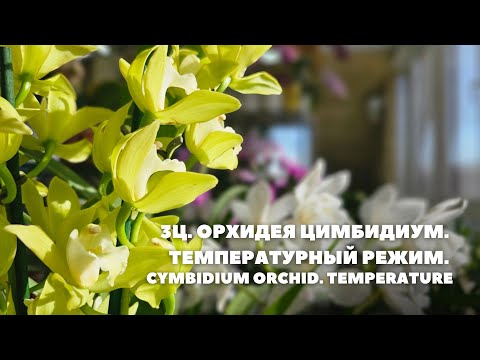 Видео: 3Ц. Орхидея Цимбидиум. Температурный режим / Cymbidium orchid. Temperature
