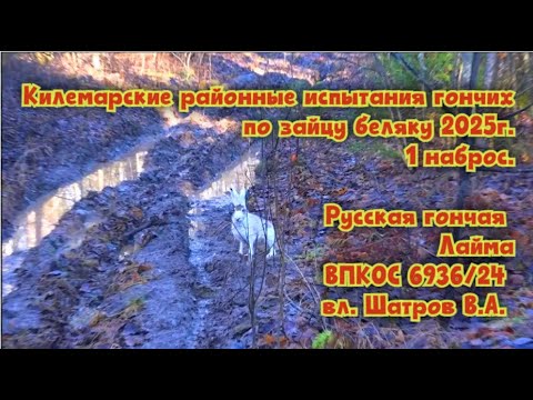 Видео: Килемарские районные испытания гончих по зайцу . Русская гончая Лайма  вл. Шатров В.А. 1 наброс .