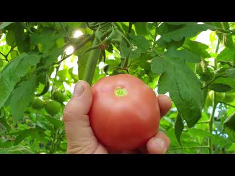 Видео: ТЛ 18304.Никополь.Продленный оборот.