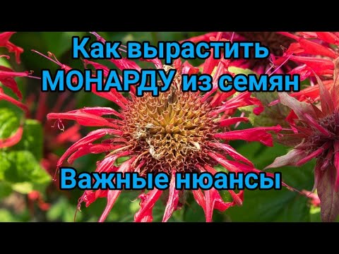 Видео: Выращивание монарды из семян