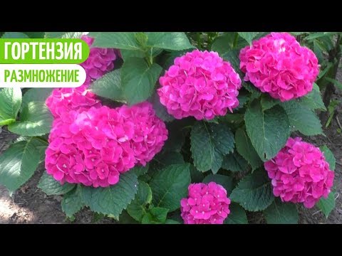 Видео: ГОРТЕНЗИЯ. РАЗМНОЖЕНИЕ ДЕЛЕНИЕМ И ОТВОДКАМИ. Мои цветы. Мой опыт.