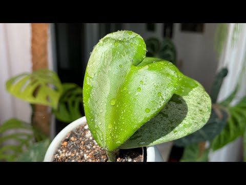 Видео: Комнатные растения 🪴/ Коллекция комнатных растений