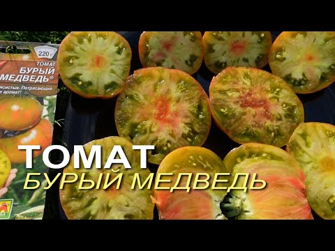 Видео: Томат БУРЫЙ МЕДВЕДЬ. Обзор сортов ТОМАТОВ!