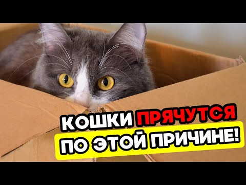 Видео: Почему кошки прячутся в коробках? (и что это на самом деле значит)