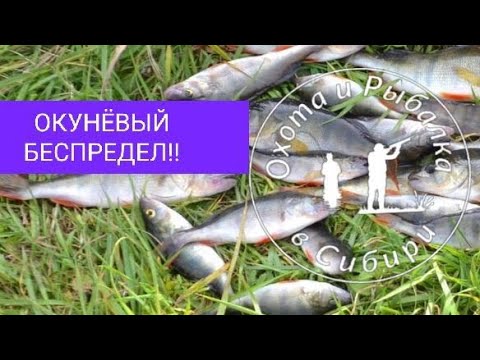Видео: ОКУНЁВЫЙ БЕСПРЕДЕЛ!! окунь на каждой проводке! рыбалка в сибири 2021.