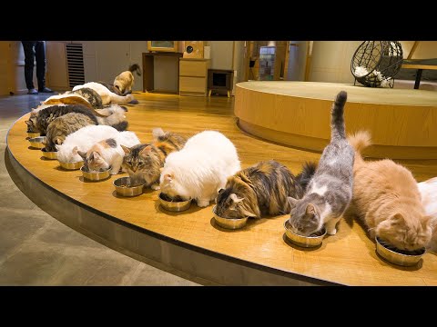 Видео: Посещение самого большого кошачьего кафе в Японии | Cat Cafe MOCHA Lounge Синдзюку | АСМР