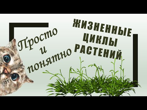 Видео: Жизненные циклы растений
