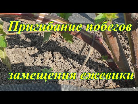 Видео: Пригибаем побеги замещения у ежевики