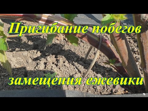 Видео: Пригибаем побеги замещения у ежевики