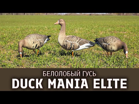 Видео: Чучела белолобого гуся Duck Mania Elite | Весеннее открытие охоты на гуся рядом!