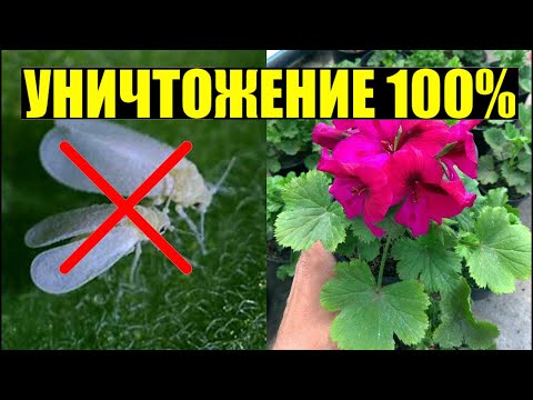 Видео: Белокрылка на ГЕРАНИ / ПЕЛАРГОНИИ? САМЫЙ ЭФФЕКТИВНЫЙ ПРЕПАРАТ!