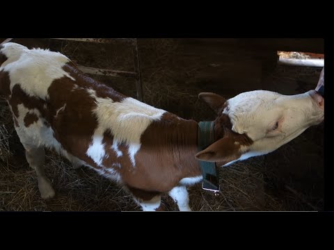 Видео: Покупка бычков. Начало. 6 сезон