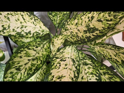 Видео: Обзор стеллажа с растениями, июль 2023г.