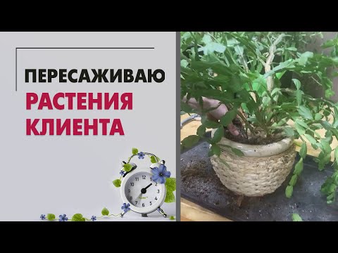 Видео: БОЛЬШАЯ пересадка растений клиента | Пересаживаю декабрист, каланхоэ, замиокулькас, сингониум ...