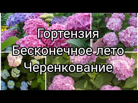 Видео: ГОРТЕНЗИЯ БЕСКОНЕЧНОЕ ЛЕТО ЧЕРЕНКОВАНИЕ И ФОРМИРОВАНИЯ КУСТА .