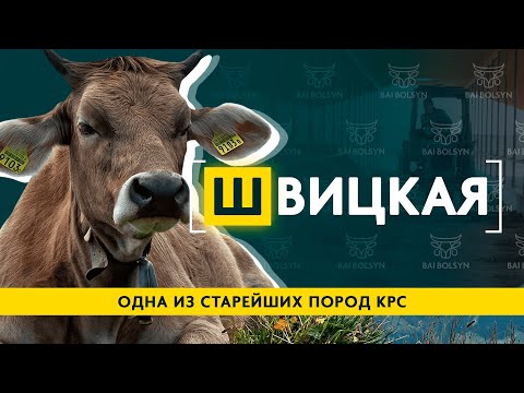 Видео: Швицкая порода КРС — cодержание, откорм привесы и надои. Выгодный баланс для фермера?