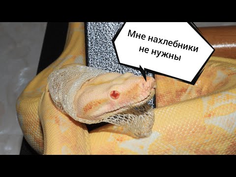 Видео: Лечение змей от клещей