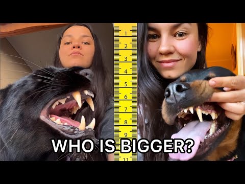 Видео: Черная пантера против ротвейлера | Сравнение размеров животных 🐆🐕