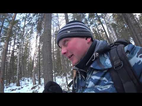 Видео: Сбор чаги. Есть ли чага в болоте? Рубим чагу двумя топорами. Выворотень ели. Обед лося.