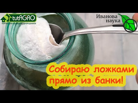 Видео: СОБИРАЮ ЭТУ ПЛЕСЕНЬ ЛОЖКАМИ И КЛАДУ В ЗЕМЛЮ. Как выращивать и использовать домашнюю БОВЕРИЮ.