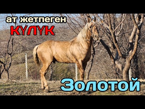 Видео: БУЛ КУЛУКГӨ ат жетбейт 🔥Аравандын күлүгү ЗОЛОТОЙ☝️10 января 2025 г.