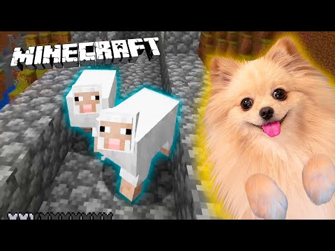 Видео: ПОСТРОИЛА КРУТУЮ ФЕРМУ В МАЙНКРАФТ | У МЕНЯ ТЕПЕРЬ ЕСТЬ БАРАШКИ | MINECRAFT