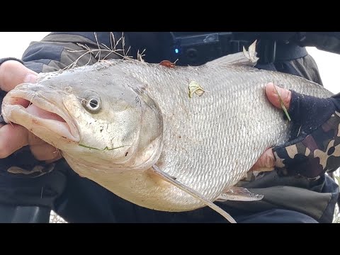 Видео: Жерех на Стик. Осенний жор.