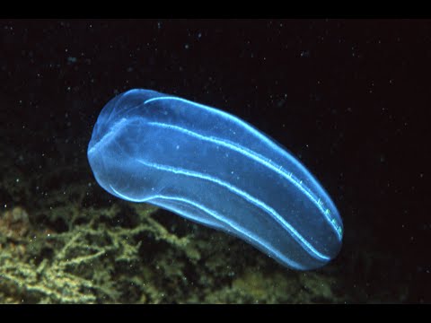 Видео: Гребневики и мезозои