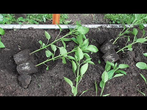 Видео: Что добавила в лунки при высадке сладкого перца в открытый грунт? Ольга Чернова.