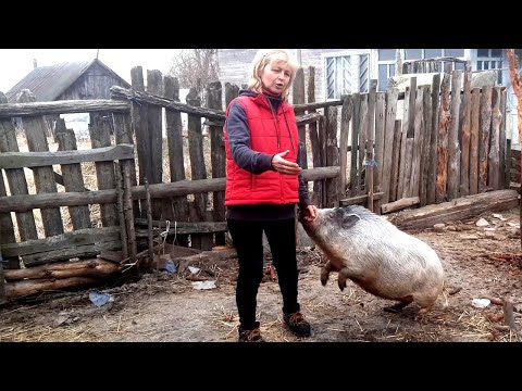 Видео: На меня напала свинья, С трудом отбилась от нападения .Из города в село