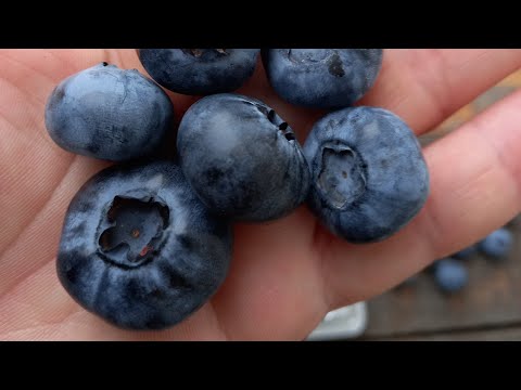 Видео: Самые крупные и вкусные сорта голубики.