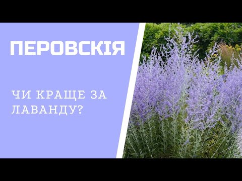 Видео: Перовскія 🌿 Чи краща за лаванду? Посадка та догляд на дачі. #перовскія #садівництво  #нехайросте