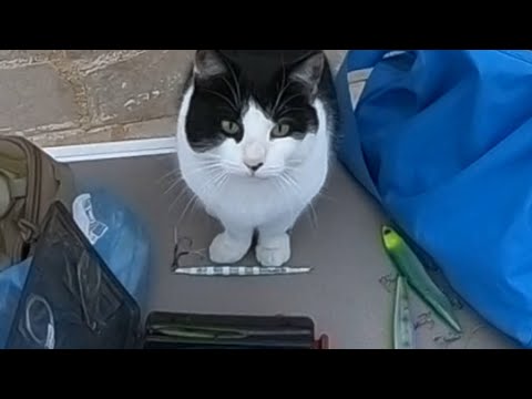 Видео: Рыбалка на тунца, на скалах. Пробуем поймать тунца с берега в Черногории.