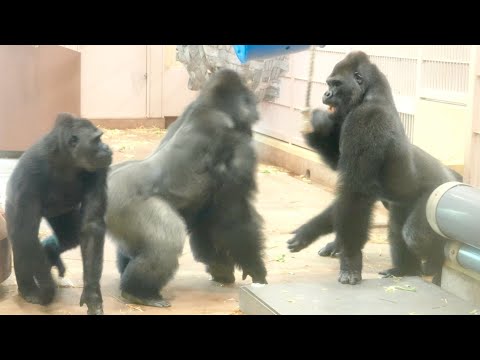 Видео: Серебряная спина изо всех сил пытается защитить бабушку-гориллу｜Shabani Group