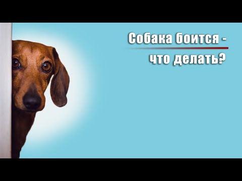 Видео: Собака всего боится - это видео для вас!