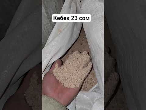 Видео: Кебек 23 сом Кыргыз-Ата Көтөрмөдө