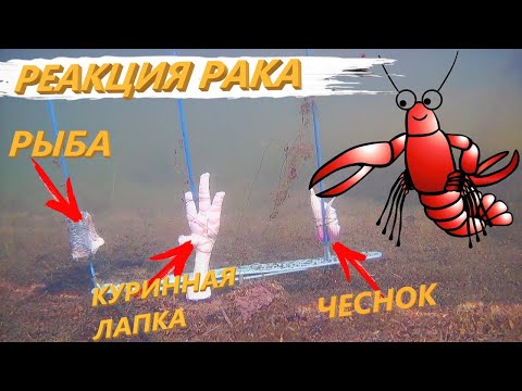 Видео: Реакция РАКОВ на Куринную ЛАПКУ ЧЕСНОК и РЫБУ. На что лучше ловить