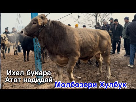 Видео: МОЛБОЗОРИ ХУЛБУК  БУКАИ ГАРЕНИ БАД ПАЙДО ШУД,   20 декабря 2024 г.