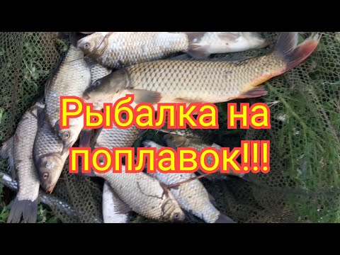 Видео: Рыбалка близ Алматы. Карась и сазан на поплавок!!!