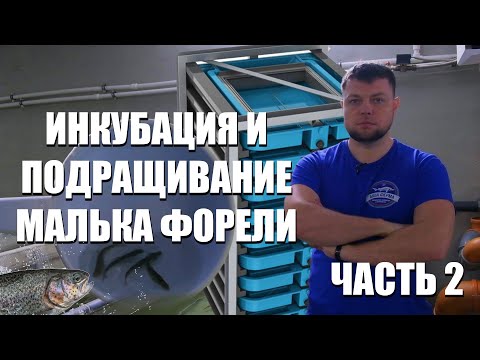 Видео: Инкубация и подращивание малька форели. Часть 2